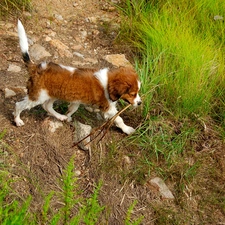 Kooikerhondje, Alpine Dutch, wet, Puppy