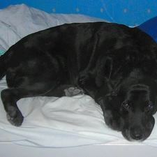 Labrador Retriever, Bedding, Black