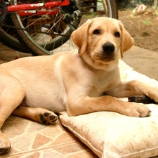 beige, Labrador, Beatyfull