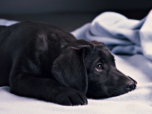 Black, Labrador, sad
