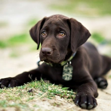 Labrador Retriever, Puppy, Brown, dog