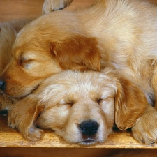 Labrador Retriever, Dogs, Two cars, Sleeping