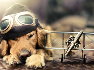 Labrador Retriever, goggles, dog, Hat