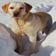 Labrador, dog