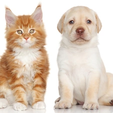 Labrador Retriever, dog, cat, Maine Coon