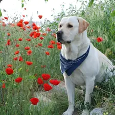 papavers, Labrador Retriever