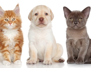 Puppy, Labrador, cat, Burmese Cat, Maine Coon