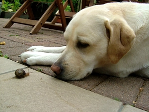 snail, Labrador Retriever