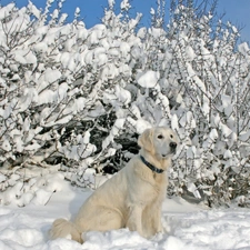 Labrador, Sponge, snow, Bush