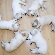 Labradors, Sleeping, puppies, floor