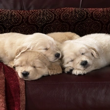 Labradors, Sleeping