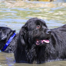 lake, Dogs, Two cars, Black