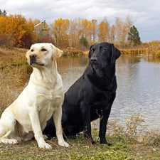 lake, Labradors, Two cars, Dogs