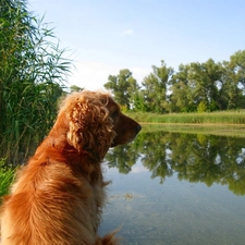 Spaniel, lake, Cocker