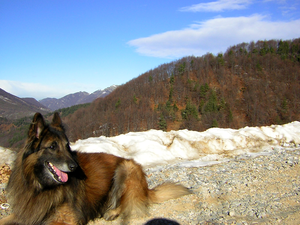 landscape, Belgian Shepherd Tervuren