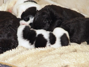 puppies, Landseery, sweet