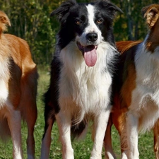 Languages, puppies, Three, Border Collie, ##