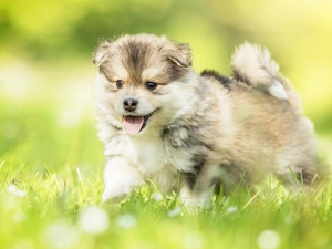 grass, Puppy, Finnish Lapphund