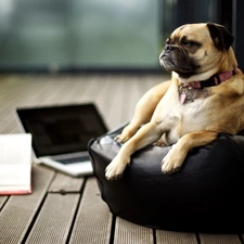 Armchair, laptop, dog
