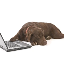 Labrador, laptop, Brown