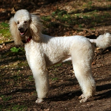 Poodle large, White