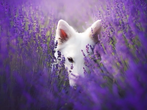 White Swiss Shepherd, lavender