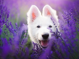White Swiss Shepherd, lavender
