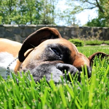 boxer, Lawn, dog