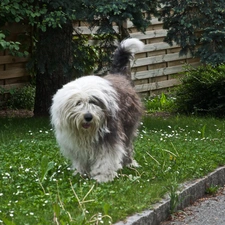 Lawn, Old English Sheepdog