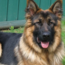 Lawn, resting, German Shepherd