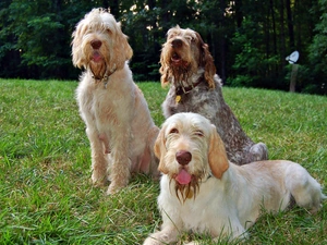 Lawn, Pointers, Italian