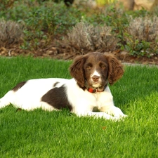 Lawn, Small Munsterlander Pointer, lying, doggy