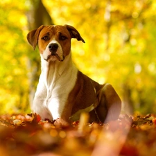 Autumn, Leaf, Pit Bull Terrier