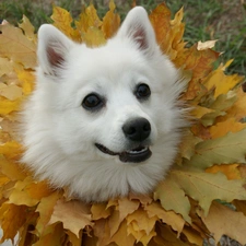 Autumn, Leaf, point