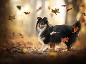 dog, Leaf, autumn, shetland Sheepdog