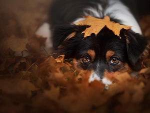 dog, Leaf, autumn, Australian Shepherd
