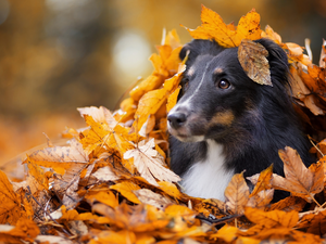 autumn, Scottish Shepherd, Leaf