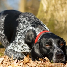 Leaf, forest, tired, autumn, Pointer