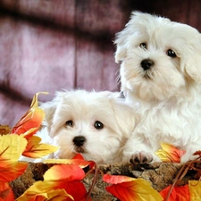 Leaf, Autumn, White, Bichon frise