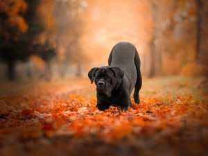 Cane Corso, Black, Leaf, autumn, Park, dog