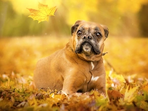 leaf, dog, boxer
