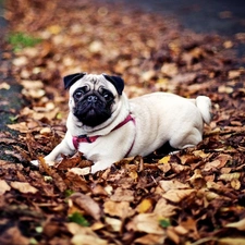 braces, Leaf, dog