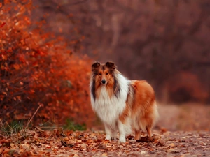 sheep-dog, Bush, Collie, dog, autumn, Scotch, Leaf