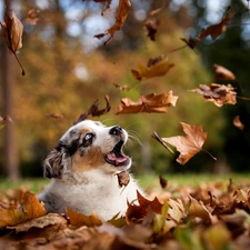 Leaf, dog