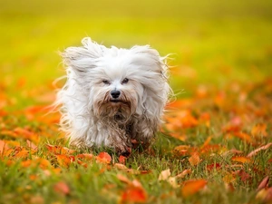 Meadow, Leaf, doggy, autumn, White