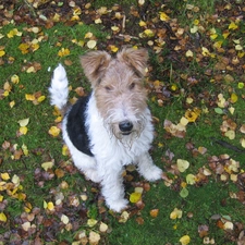 Leaf, grass, Lakeland Terrier