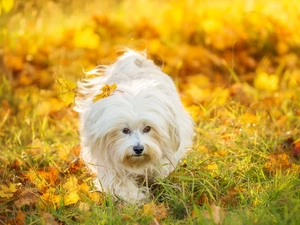 Leaf, dog, Maltese