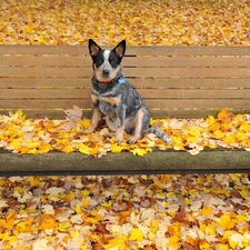 Leaf, Autumn, dog, Park, Bench