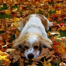 Leaf, Yellow, pinto, dog