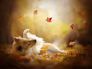 Autumn, Leaf, point, Eurasier, dog